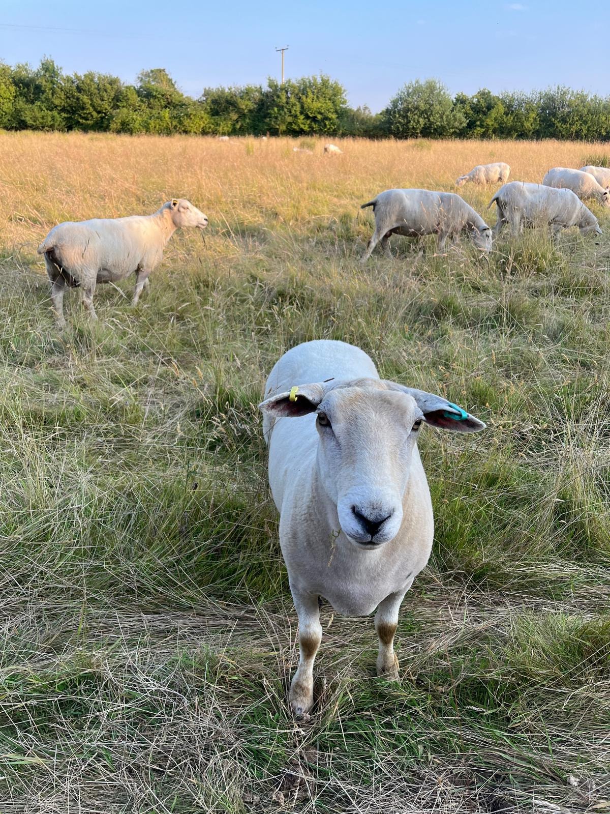 Farm Management